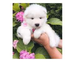 Ollie- samoyed puppy