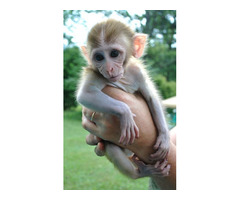Sweet Green Monkey's for sale male and female  .