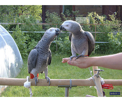 Pair of Grey parrots for a new home .