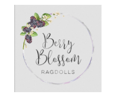 Berry Blossom: Best Ragdoll Breeder in Salem, Oregon