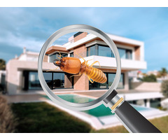 Pre-Purchase Pest Inspections & Treatment Services in Central Coast NSW