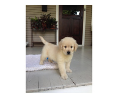 Golden retriever puppies for sell