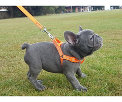 french bulldog Puppies available