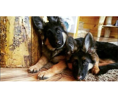 german shepherd dogs avialable whatsapp at  +420 737 619 743
