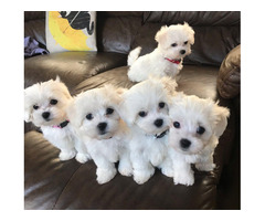maltese puppies for Sale