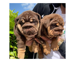 English bulldog puppies for sell