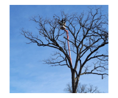 Mr. Tree Services: Your Local Tree Care Experts