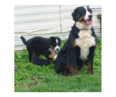 Funny bernese mountain dog puppies