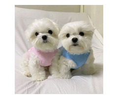 Beautiful maltese puppies available