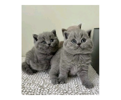 Adorable brits shorthair kittens