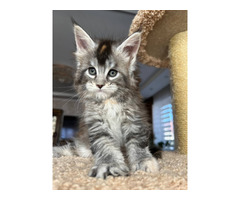 Maine coon kittens ready for sale.