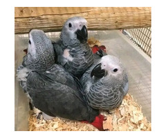 Hand Raised African Grey Parrots for Sale